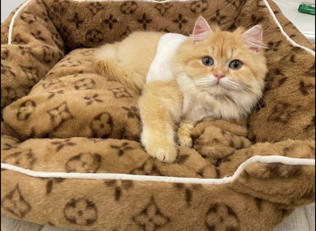 πΏπ’π₯π’ππ¦ π·ππ πππππ π΅πππ