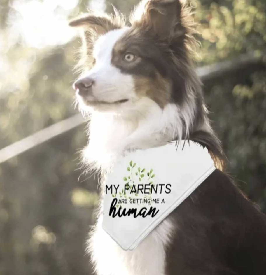 πππππ’π π΅πππππππ