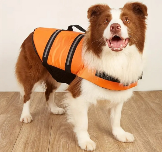 πΏπππ π½πππππ‘