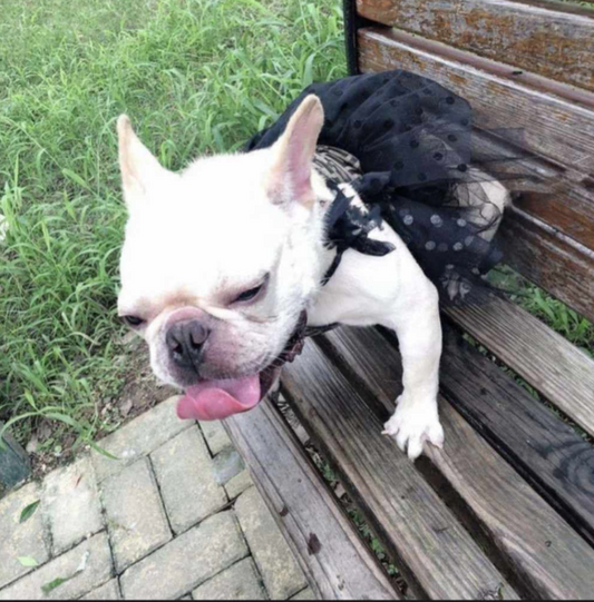 ππππ π·ππ‘ πππβπ‘