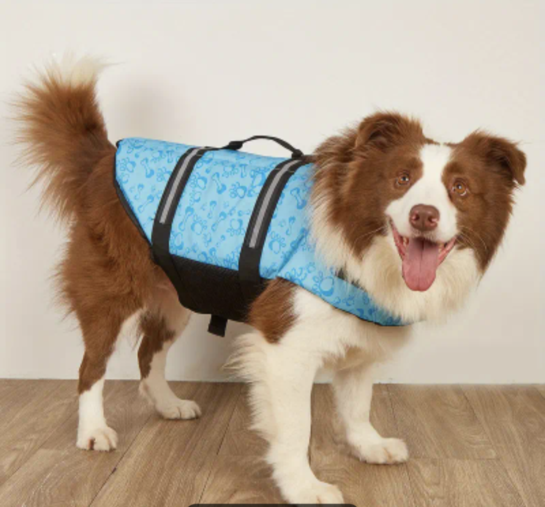 πΏπππ π½πππππ‘