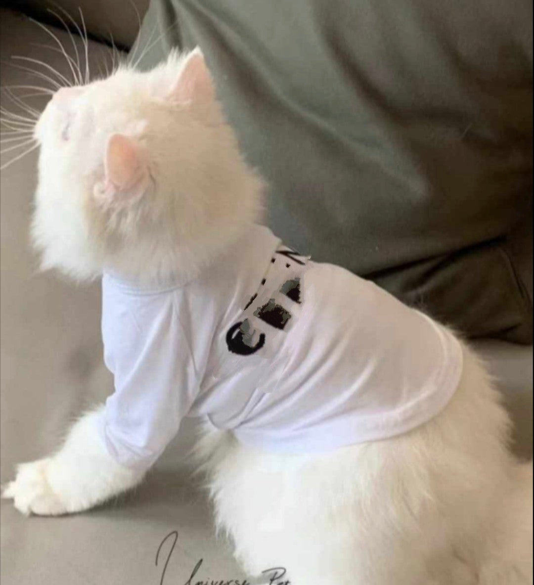 πΆπππππ πβπππ‘